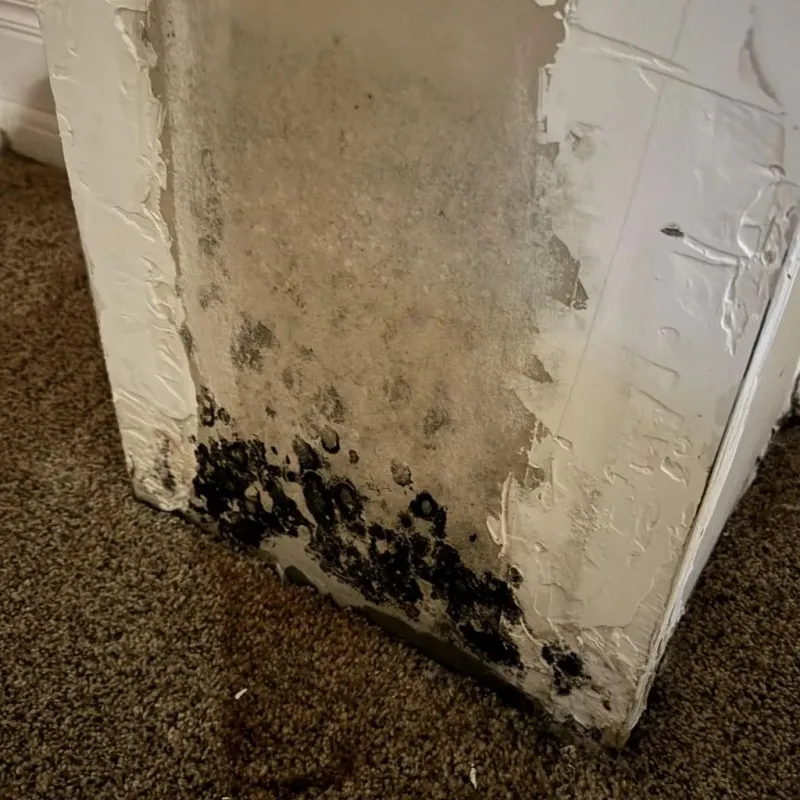 Professional Mold Removal in Icard, NC